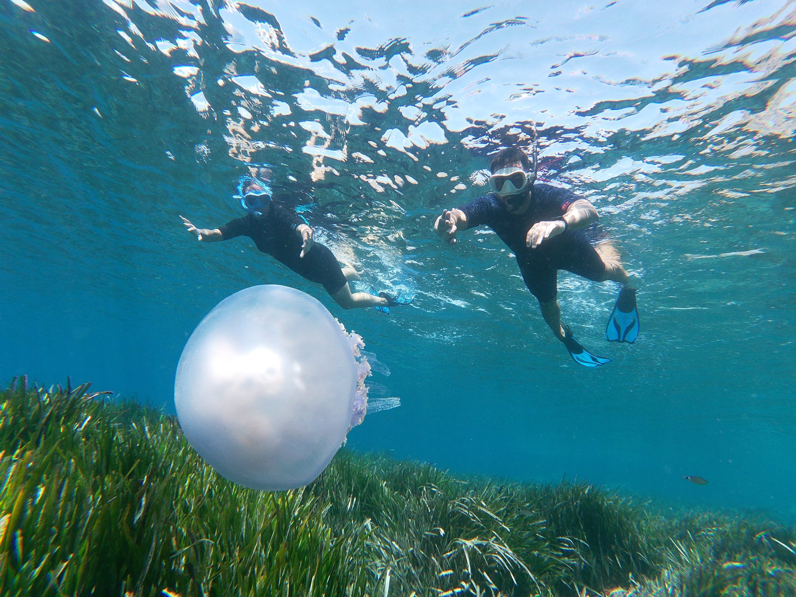 Personas haciendo snorkel con medusa