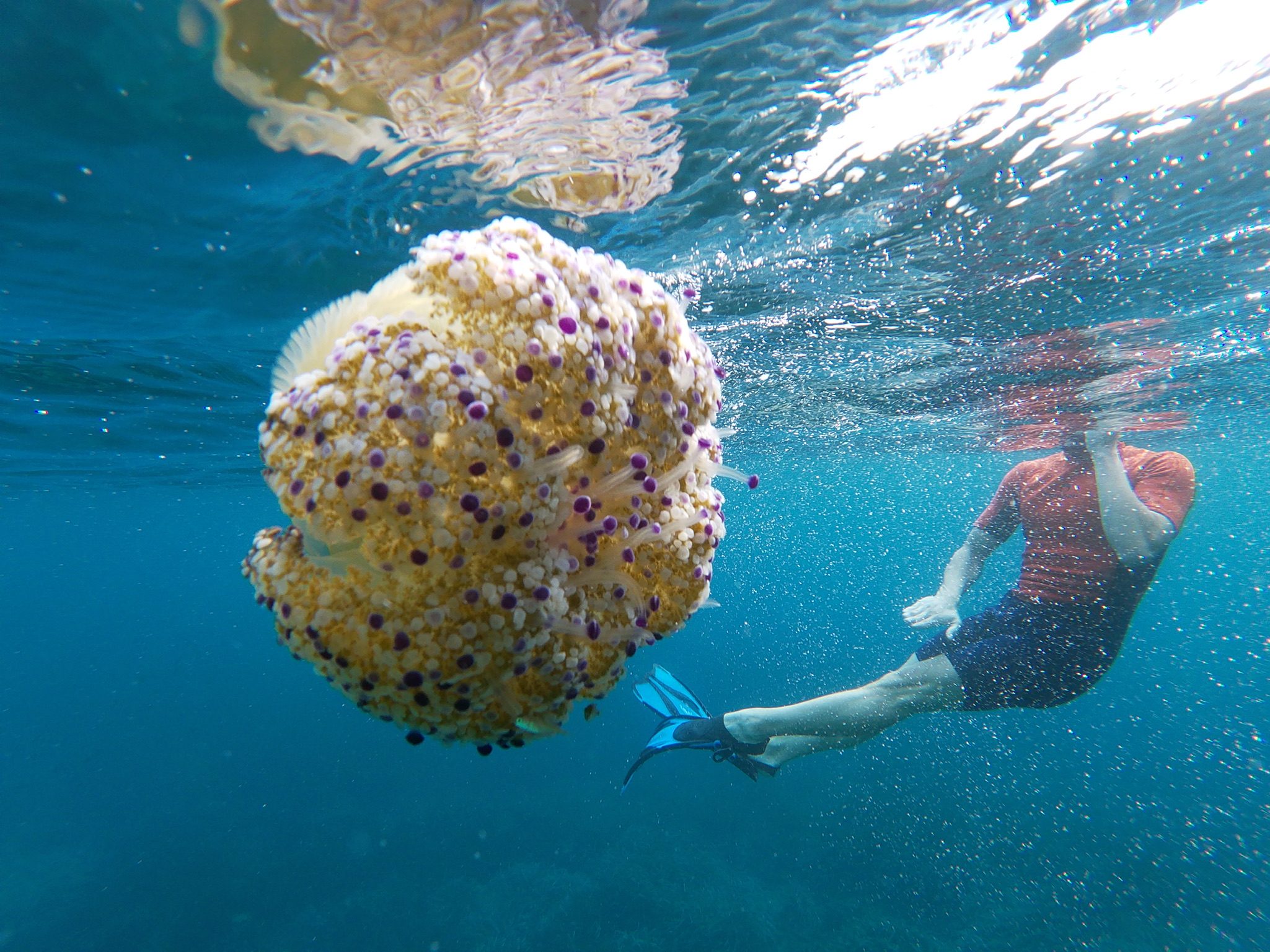 Persona haciendo snorkel con medusa
