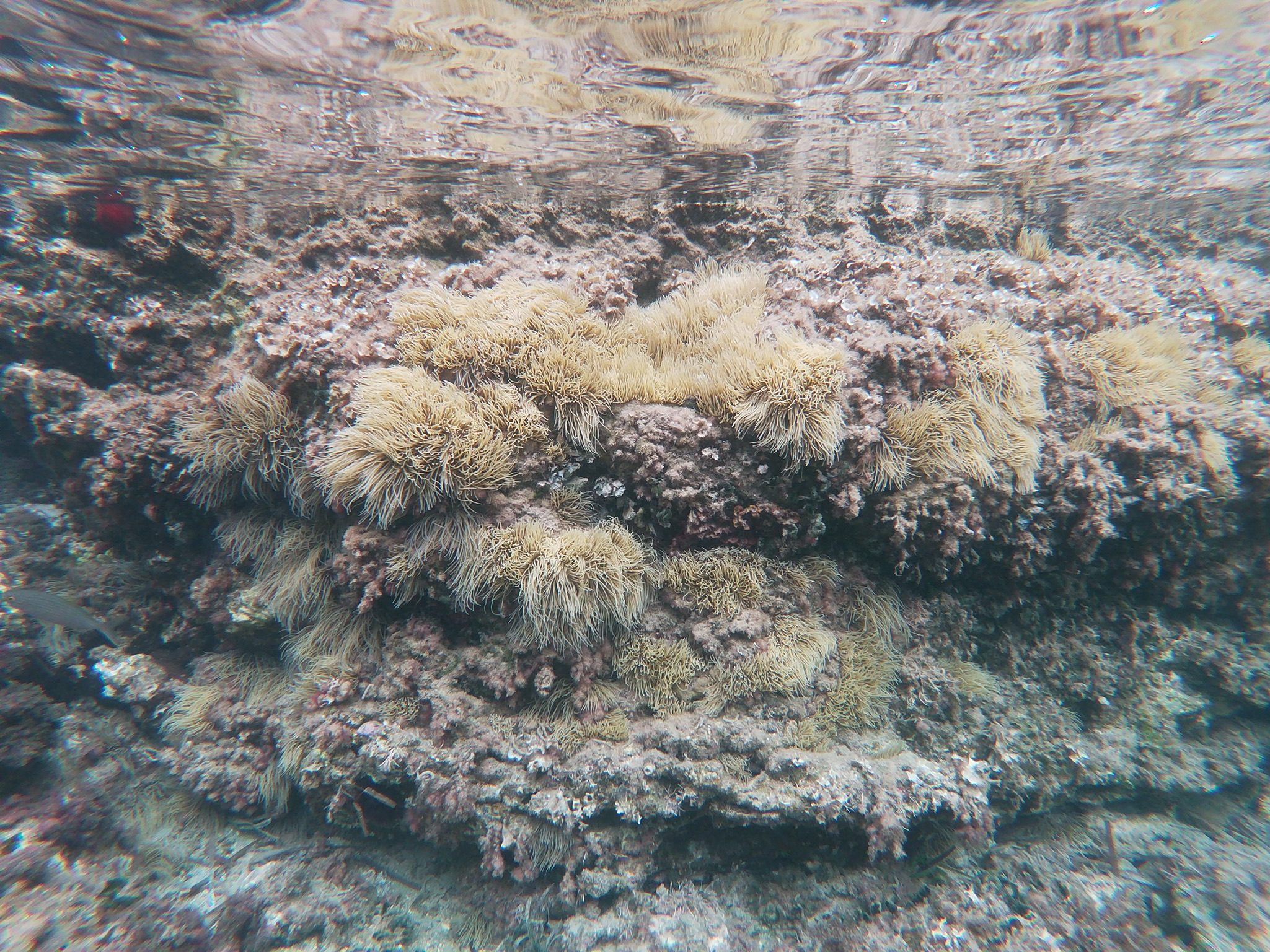 Arrecife