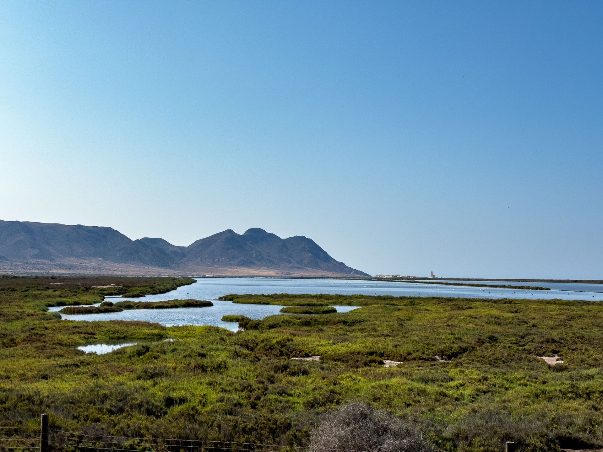 Flamencos en Las Salinas de Cabo de Gata y al fondo la Sierra del litoral