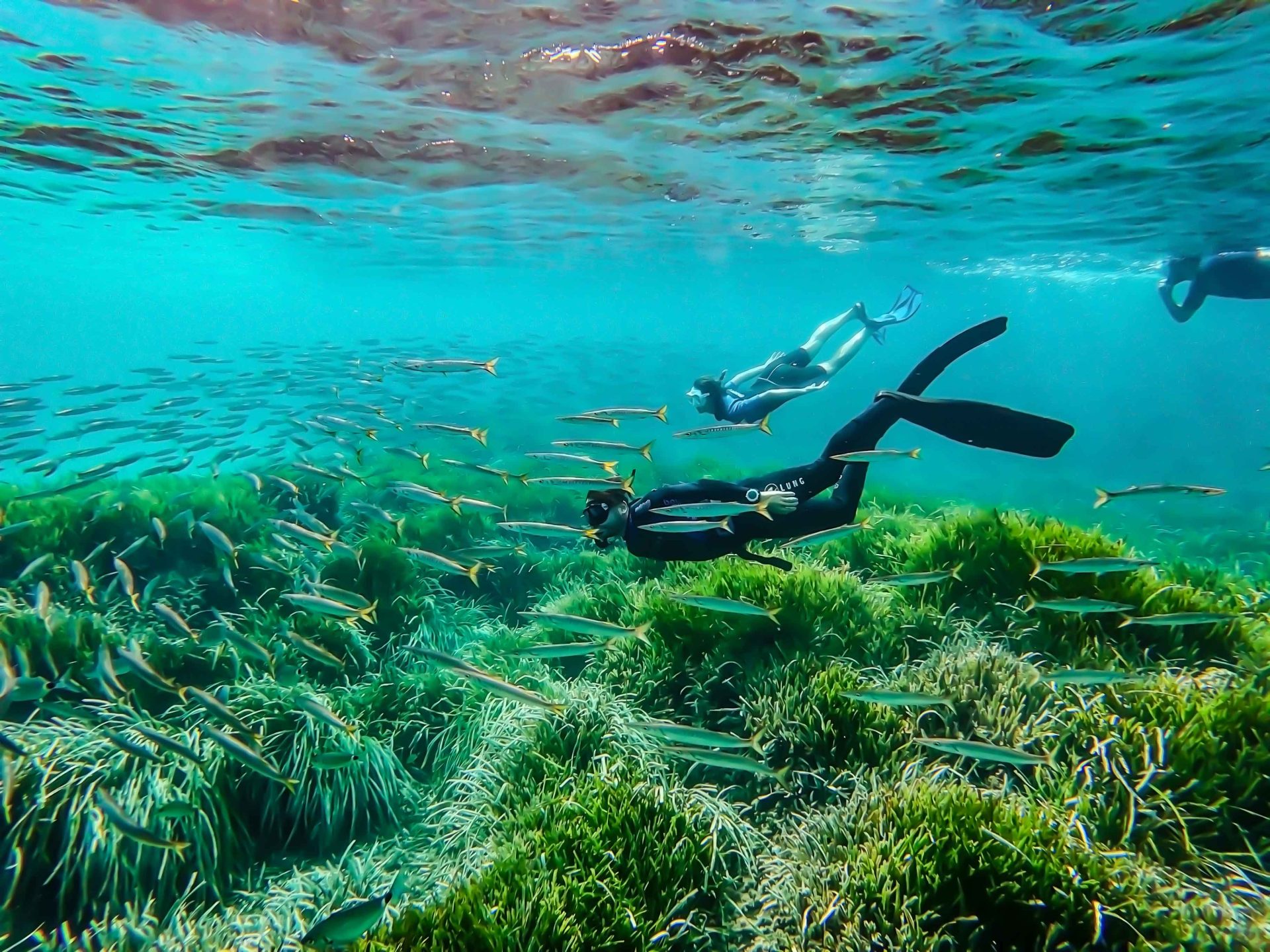 Personas haciendo snorkel sobre una pradera de Posidonia en Cab de Gata almeria 